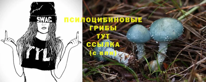 Галлюциногенные грибы Psilocybine cubensis  купить наркотик  Кировград 